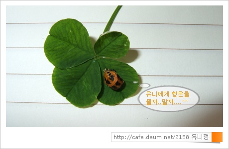 행운나무복권 이미지